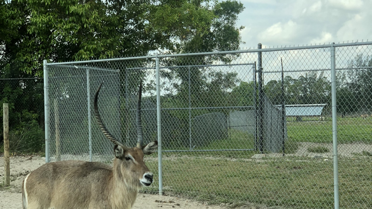 Wildlife, White Tailed Deer, Antelope, Deer, Wire Fencing. Wallpaper in 1280x720 Resolution