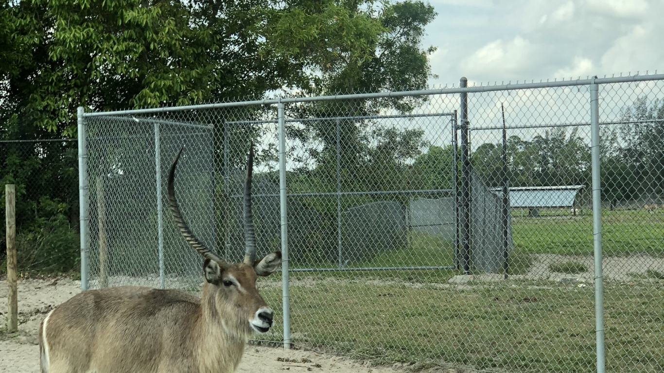 Wildlife, White Tailed Deer, Antelope, Deer, Wire Fencing. Wallpaper in 1366x768 Resolution