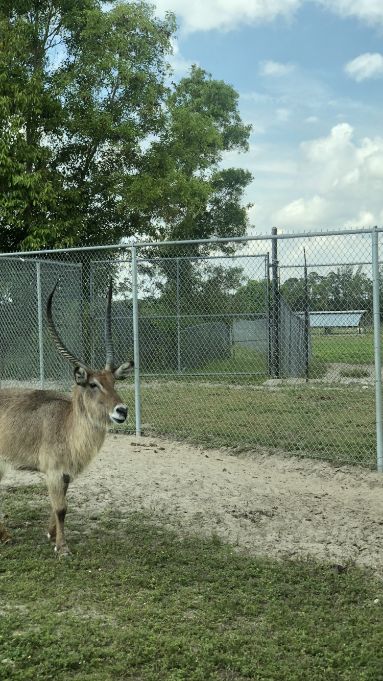 Wildlife, White Tailed Deer, Antelope, Deer, Wire Fencing. Wallpaper in 750x1334 Resolution