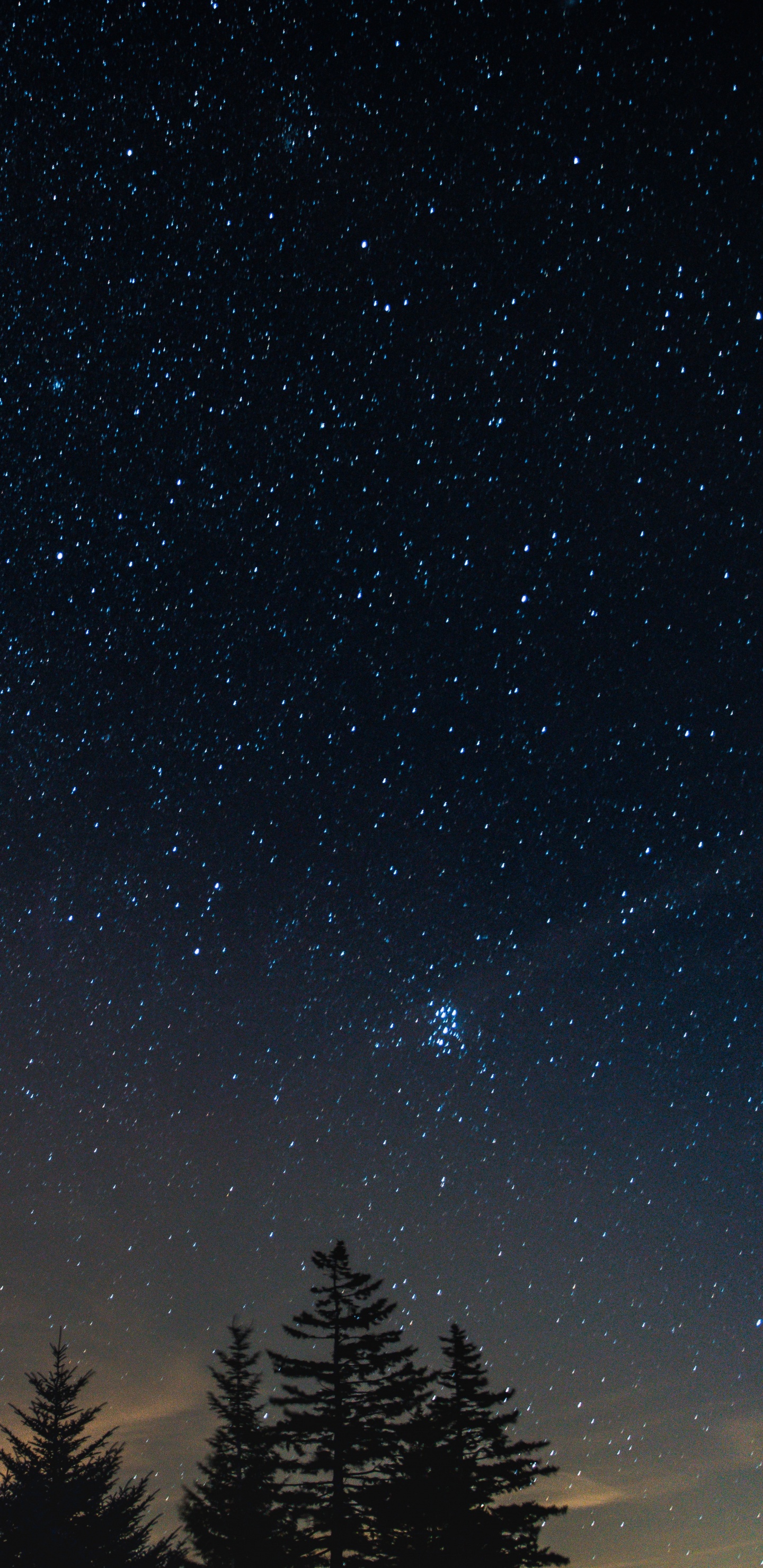 Silhouette Von Bäumen Unter Blauem Himmel Während Der Nacht. Wallpaper in 1440x2960 Resolution