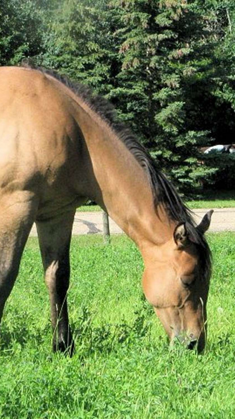 Cheval Brun Sur Terrain D'herbe Verte Pendant la Journée. Wallpaper in 750x1334 Resolution