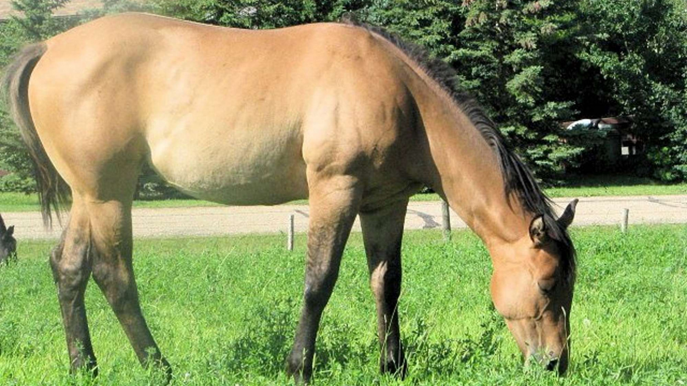 Brown Horse on Green Grass Field During Daytime. Wallpaper in 1366x768 Resolution