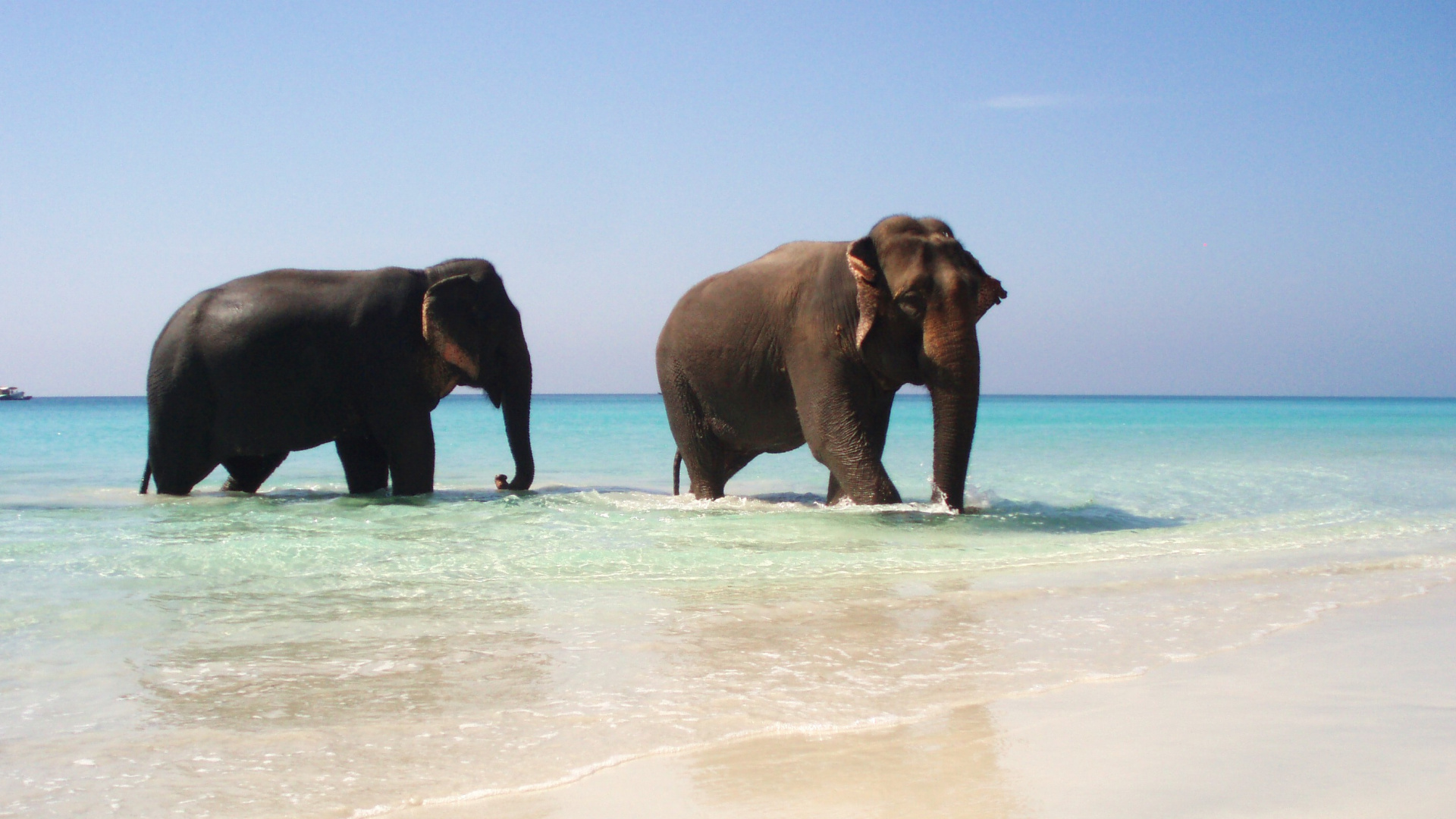 Black Elephant Walking on Beach During Daytime. Wallpaper in 1920x1080 Resolution