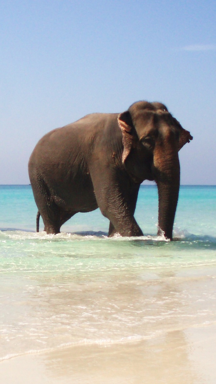 Black Elephant Walking on Beach During Daytime. Wallpaper in 720x1280 Resolution