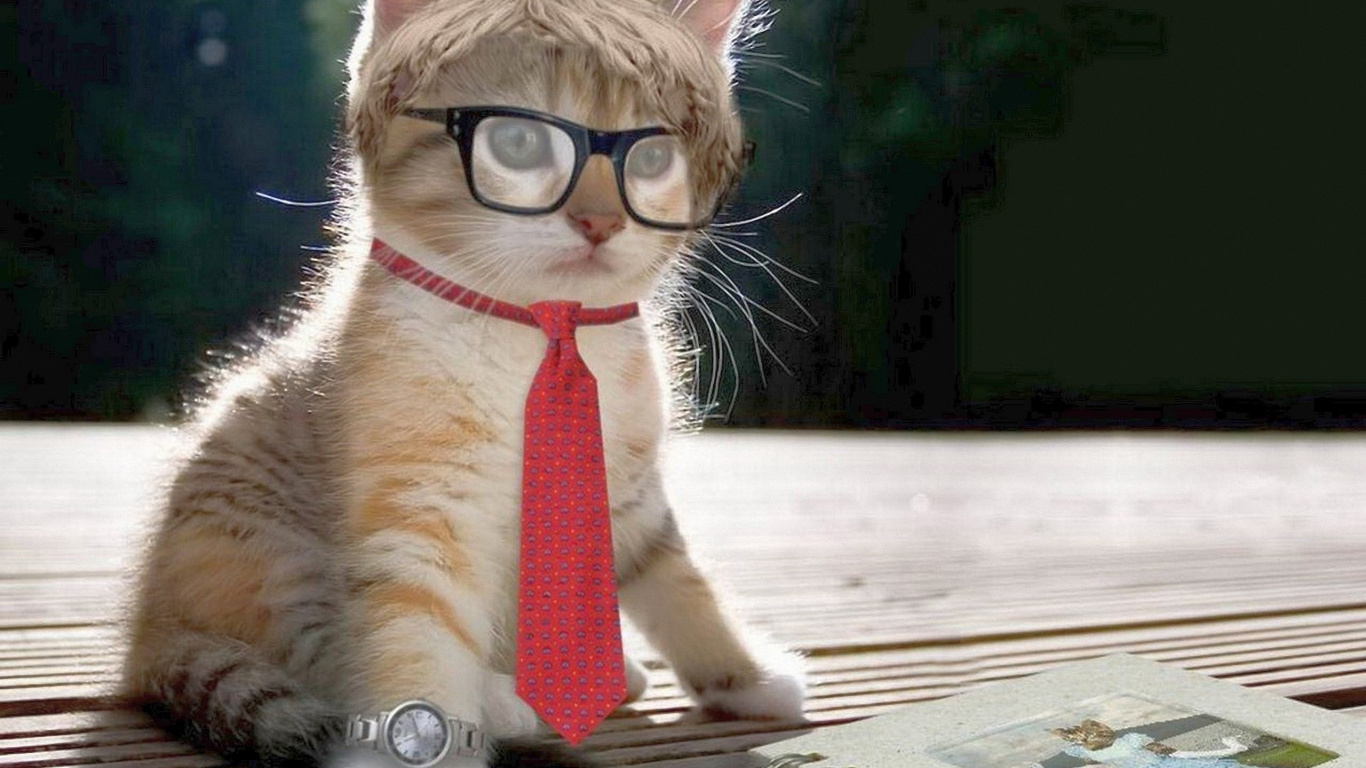 Orange Tabby Cat Wearing Eyeglasses. Wallpaper in 1366x768 Resolution