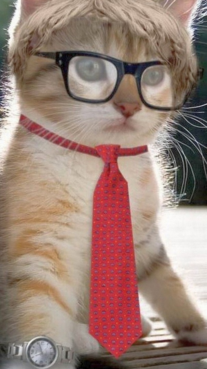 Orange Tabby Cat Wearing Eyeglasses. Wallpaper in 720x1280 Resolution