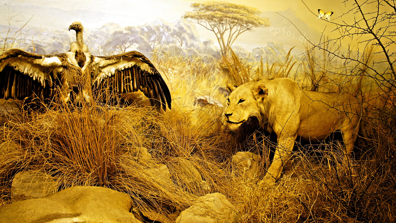 Lion Brun Sur Terrain D'herbe Brune Pendant la Journée. Wallpaper in 1280x720 Resolution