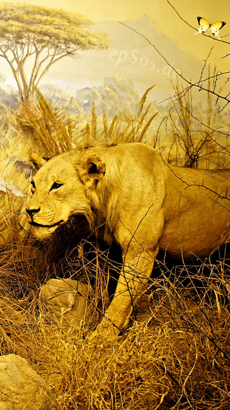 Lion Brun Sur Terrain D'herbe Brune Pendant la Journée. Wallpaper in 750x1334 Resolution