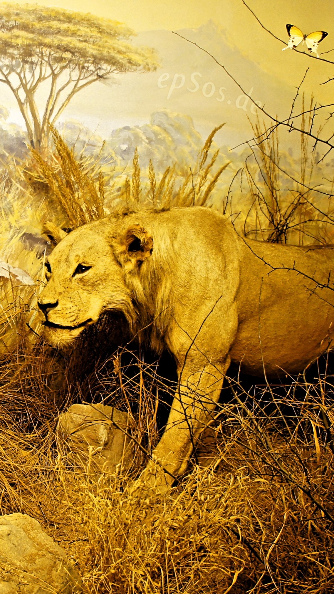 Brown Lion on Brown Grass Field During Daytime. Wallpaper in 1080x1920 Resolution