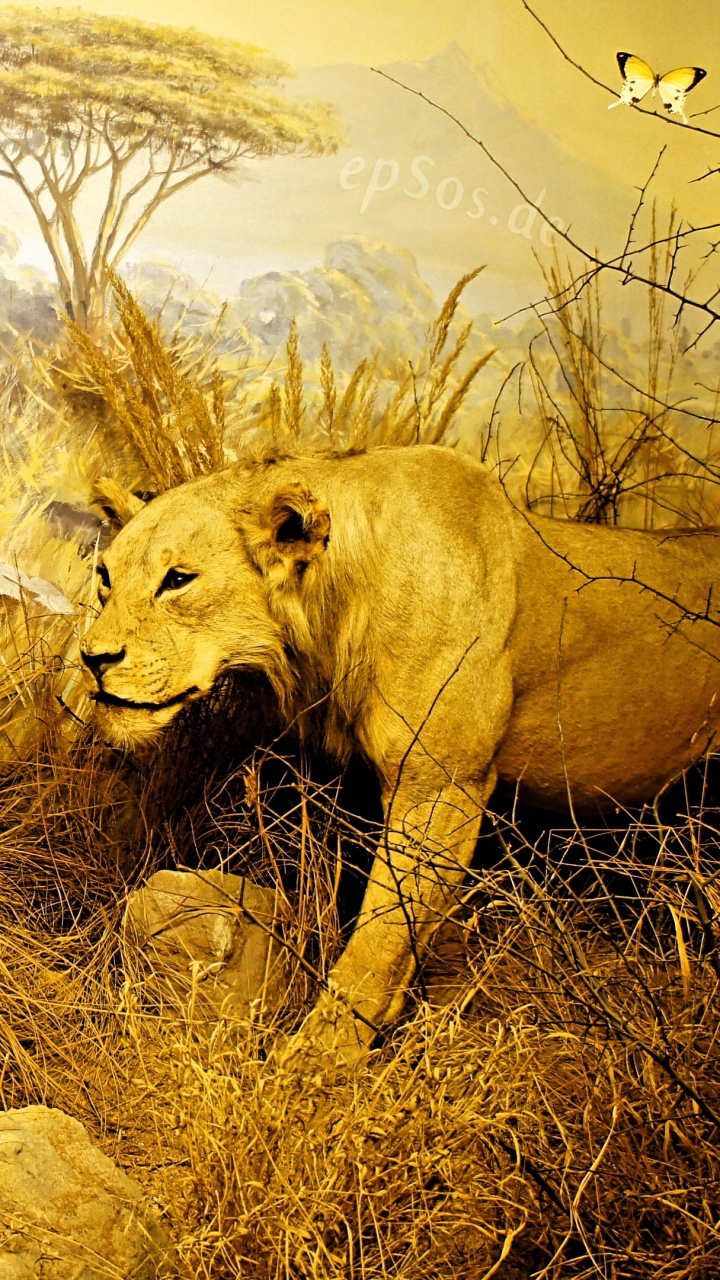 Brown Lion on Brown Grass Field During Daytime. Wallpaper in 720x1280 Resolution