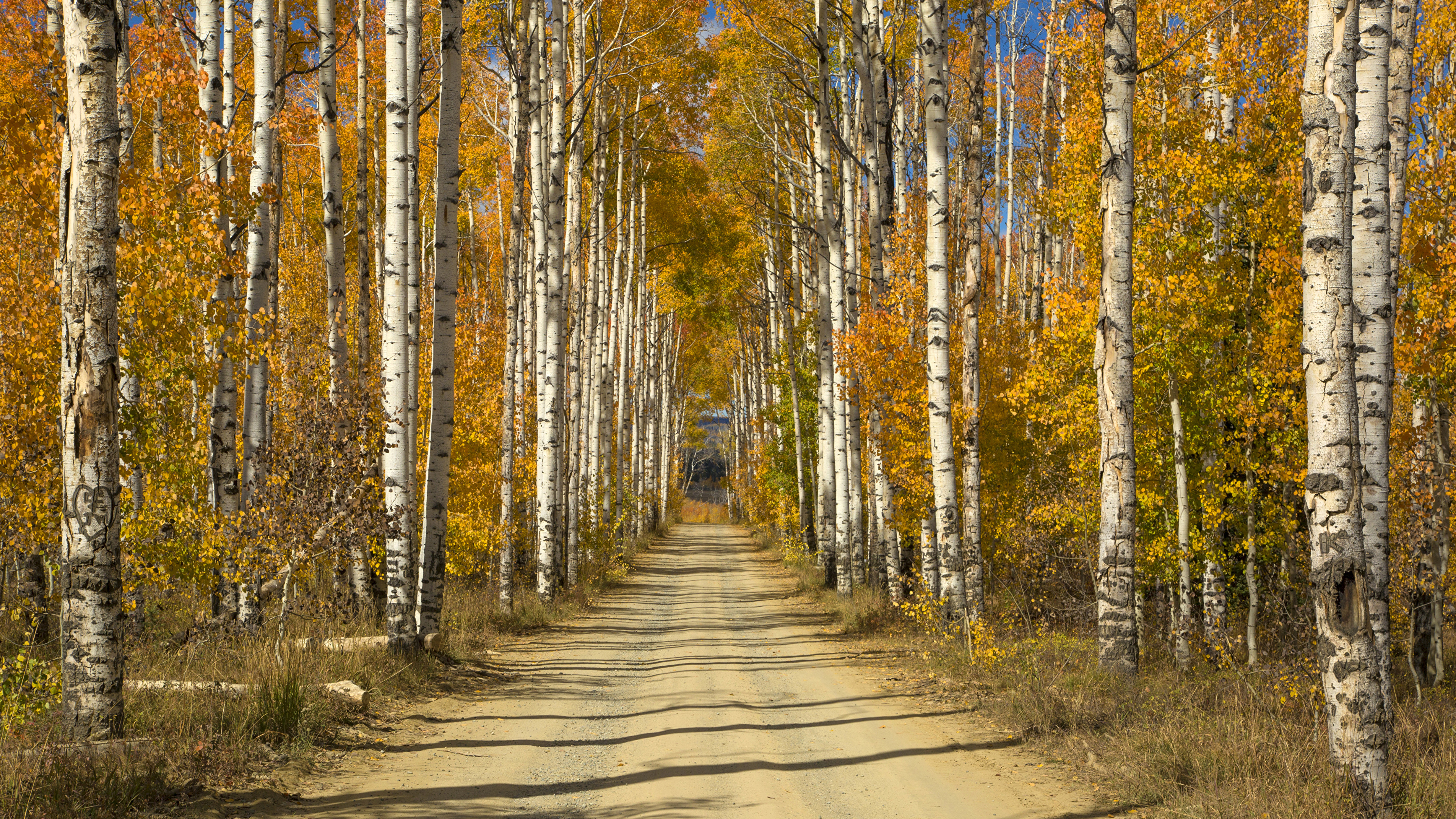 Sentier Brun Entre Les Arbres Verts Sous Ciel Bleu Pendant la Journée. Wallpaper in 3840x2160 Resolution