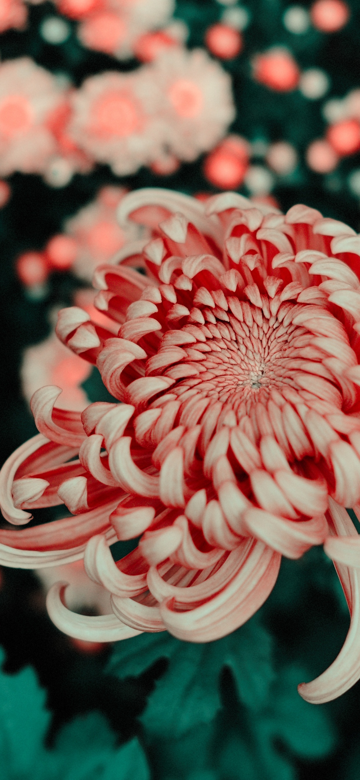 Fleur Rose et Blanche Dans L'objectif à Décentrement. Wallpaper in 1242x2688 Resolution