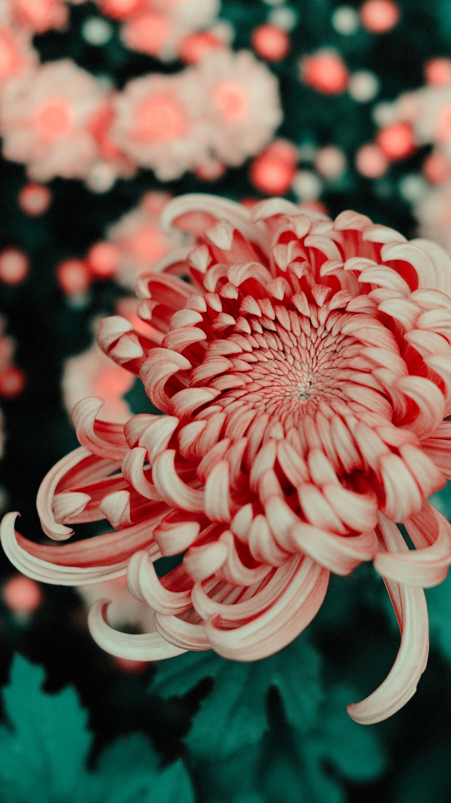 Fleur Rose et Blanche Dans L'objectif à Décentrement. Wallpaper in 1440x2560 Resolution