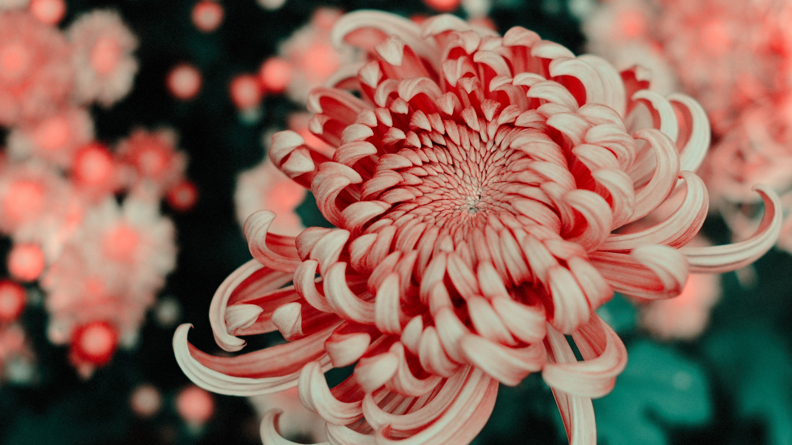 红色的, 粉红色, 显花植物, 冲浪板, 文本 壁纸 2560x1440 允许