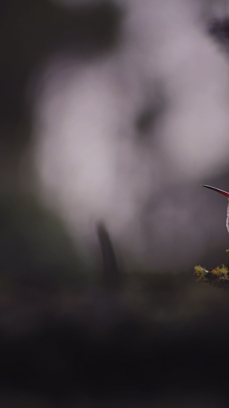 Brauner Vogel Auf Gelber Blume. Wallpaper in 750x1334 Resolution