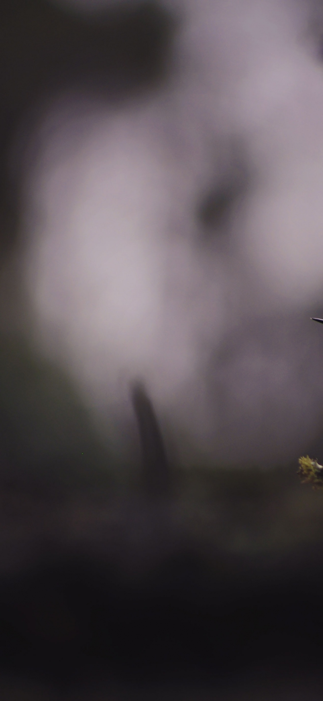 Oiseau Brun Sur Fleur Jaune. Wallpaper in 1125x2436 Resolution