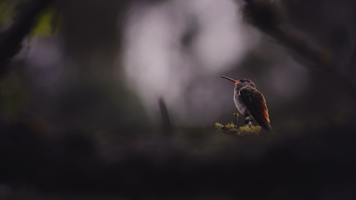 Pájaro Marrón en Flor Amarilla. Wallpaper in 1366x768 Resolution