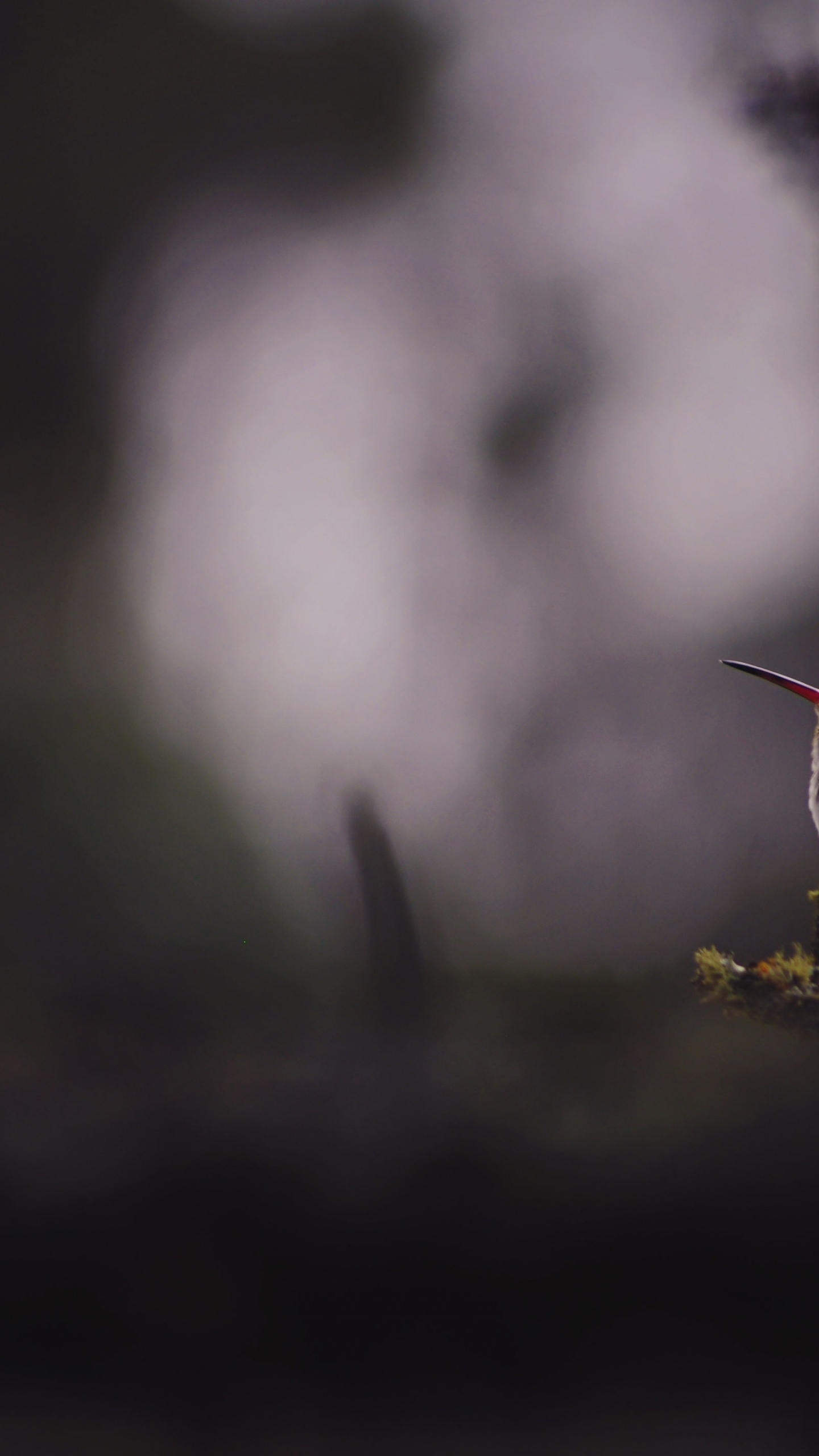 Pájaro Marrón en Flor Amarilla. Wallpaper in 1440x2560 Resolution