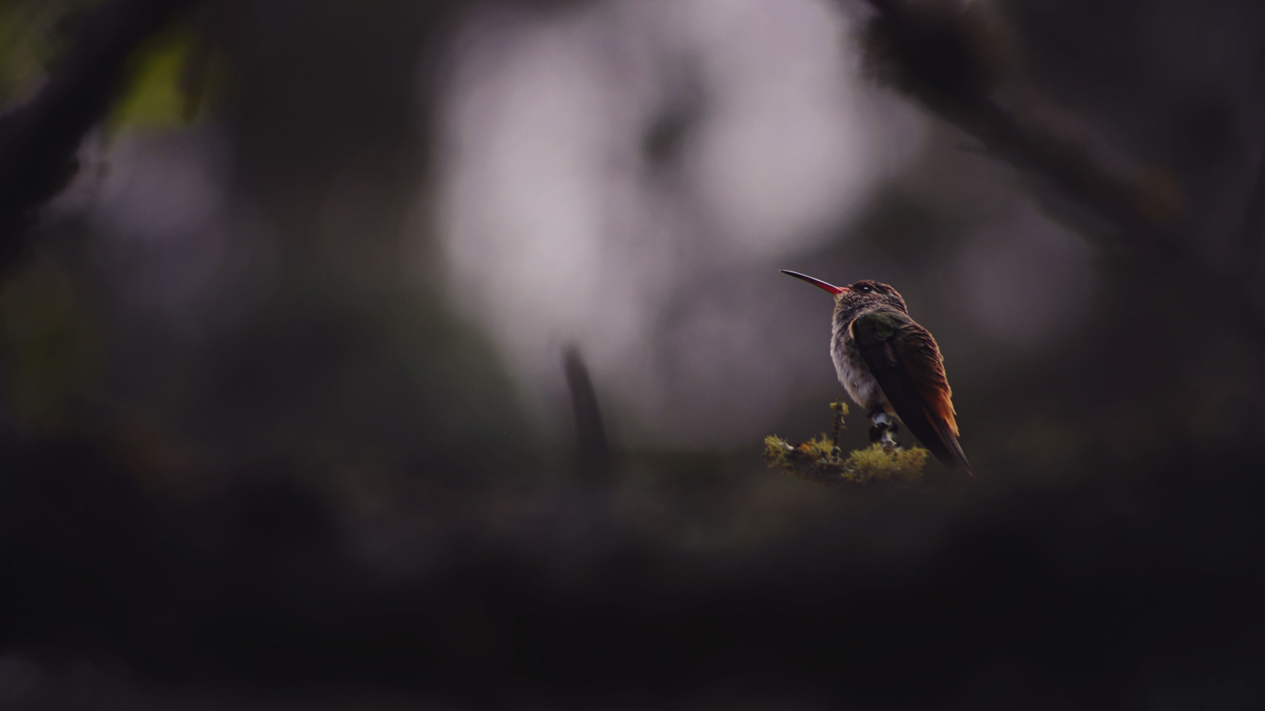 啄木鸟, 性质, Coraciiformes, 电视, 鸟 壁纸 2560x1440 允许