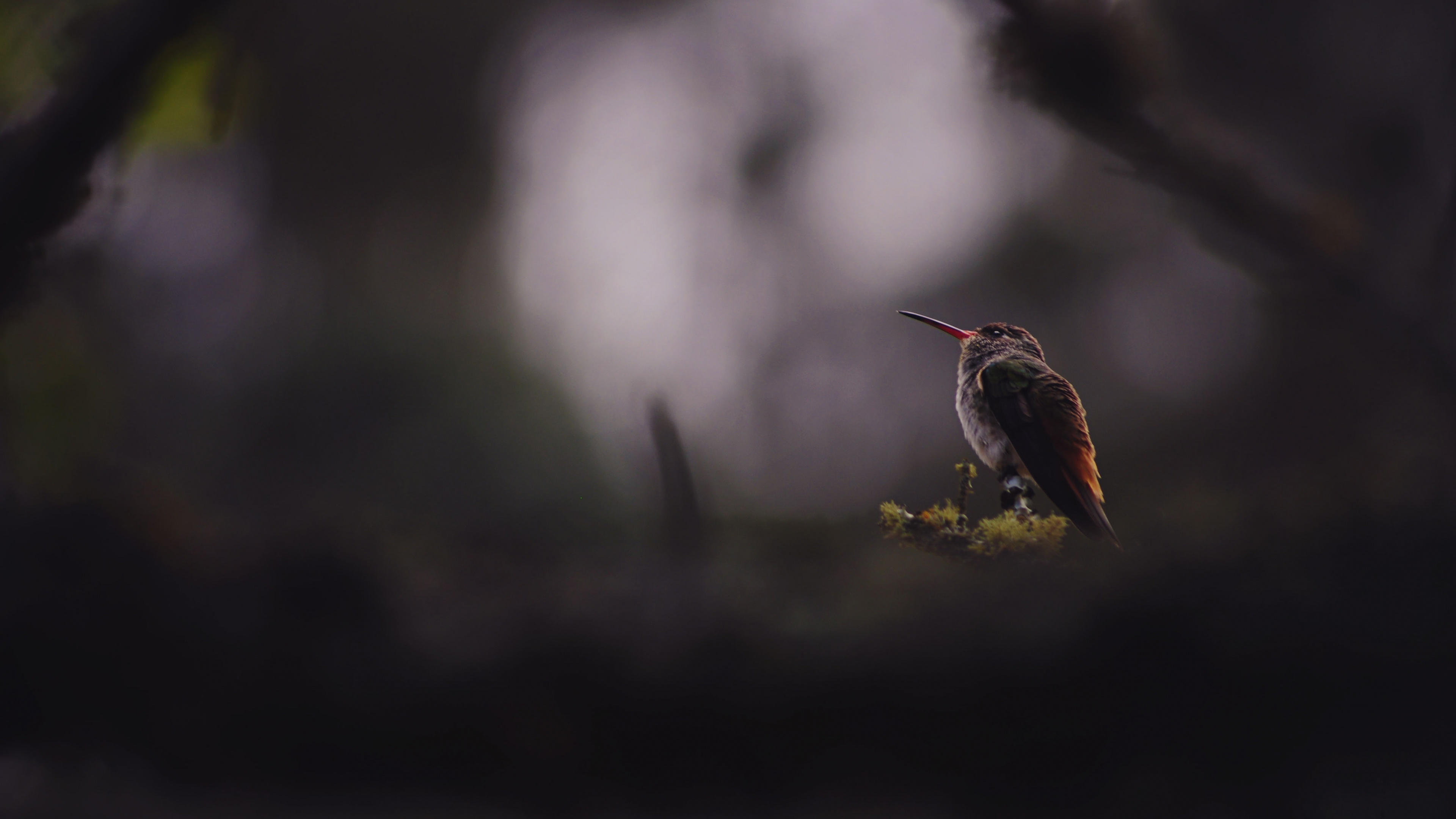 啄木鸟, 性质, Coraciiformes, 电视, 鸟 壁纸 3840x2160 允许