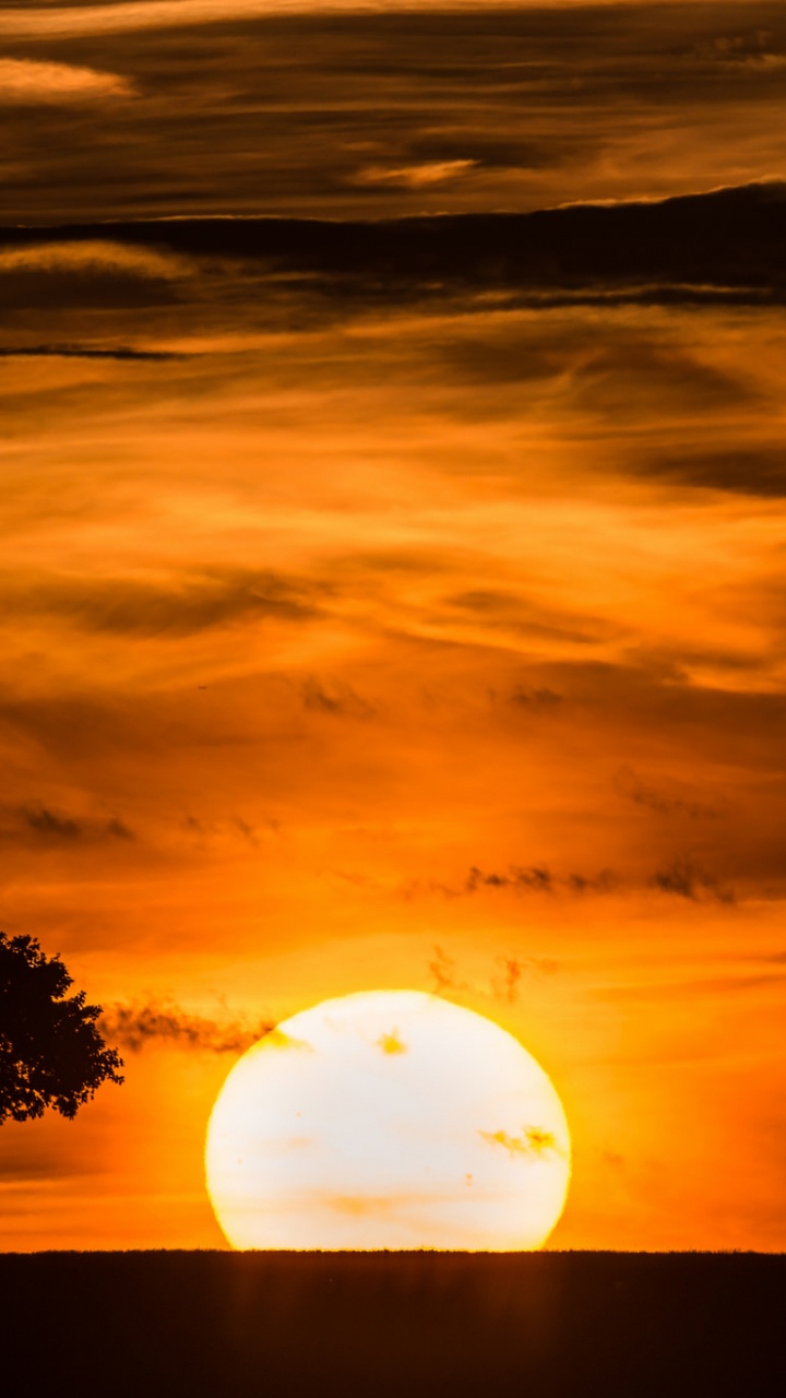 Silueta de Árbol Bajo un Cielo Azul Durante la Puesta de Sol. Wallpaper in 720x1280 Resolution