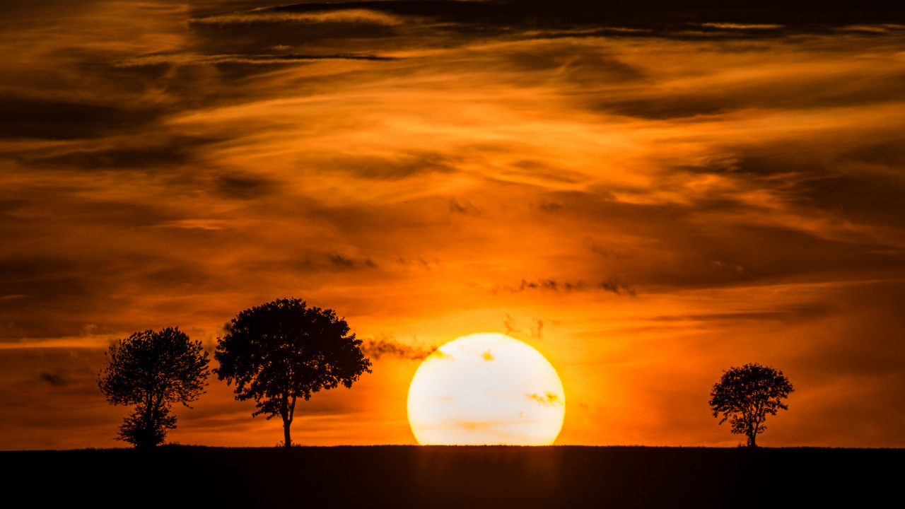 Silhouette D'arbre Sous Ciel Bleu Pendant le Coucher du Soleil. Wallpaper in 1280x720 Resolution
