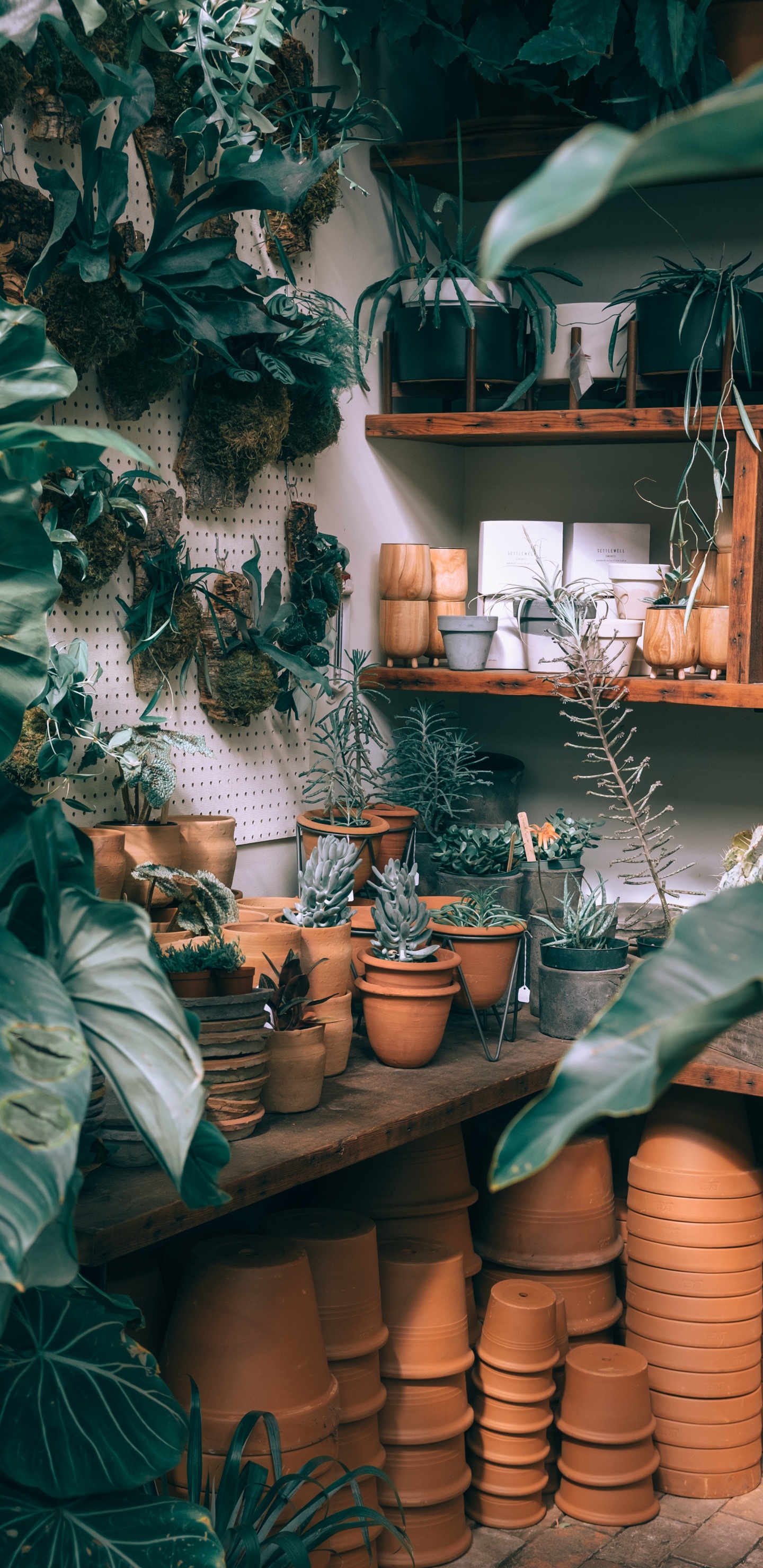 Green Plant on Brown Clay Pot. Wallpaper in 1440x2960 Resolution