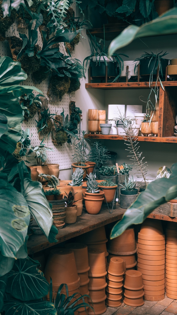 Green Plant on Brown Clay Pot. Wallpaper in 720x1280 Resolution