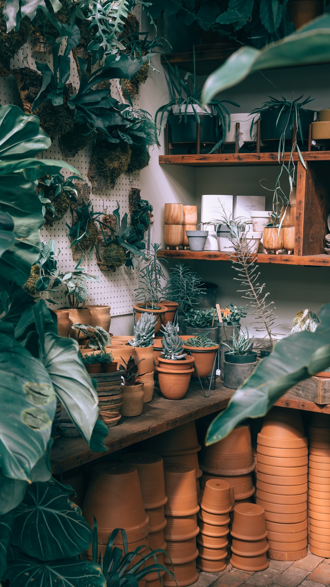 Planta Verde en Olla de Barro Marrón. Wallpaper in 1080x1920 Resolution