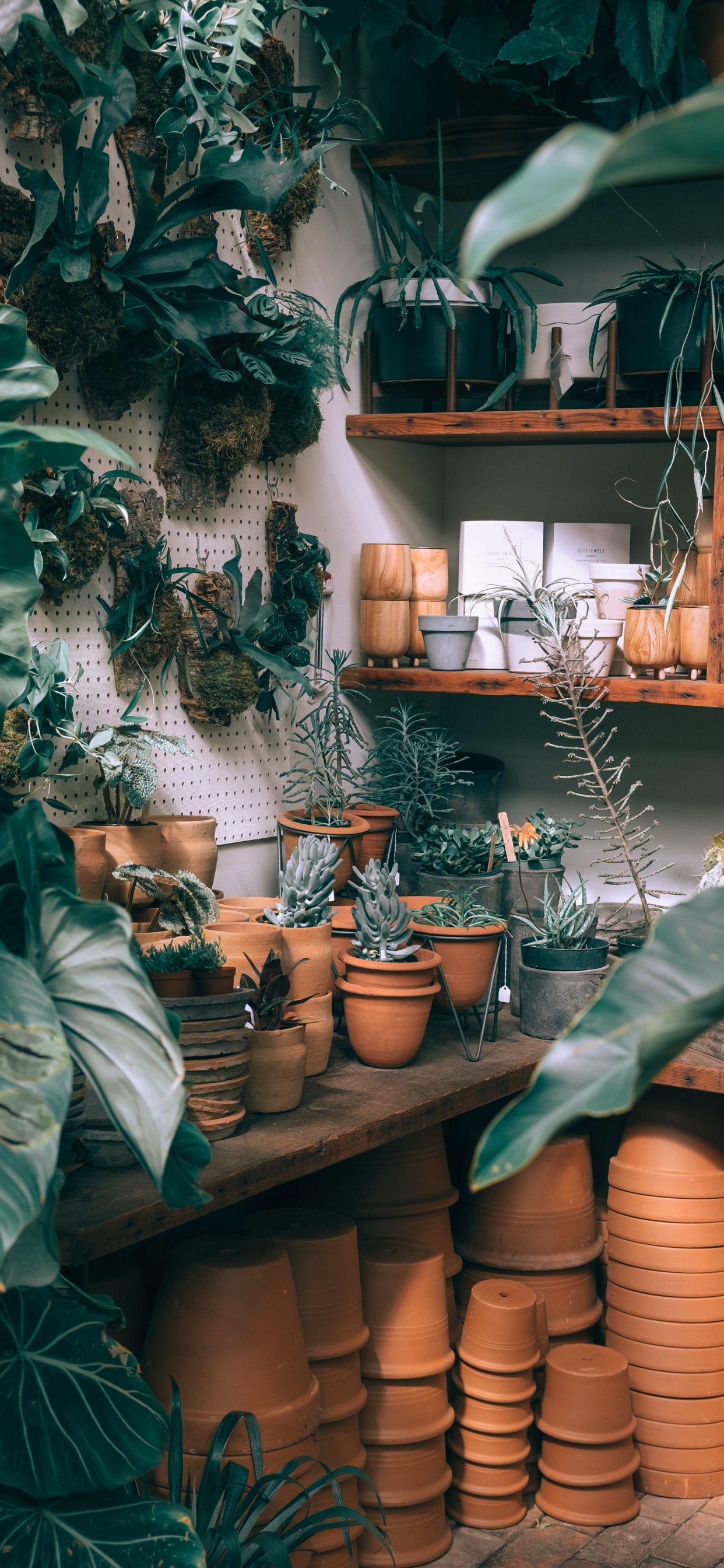 Planta Verde en Olla de Barro Marrón. Wallpaper in 1242x2688 Resolution