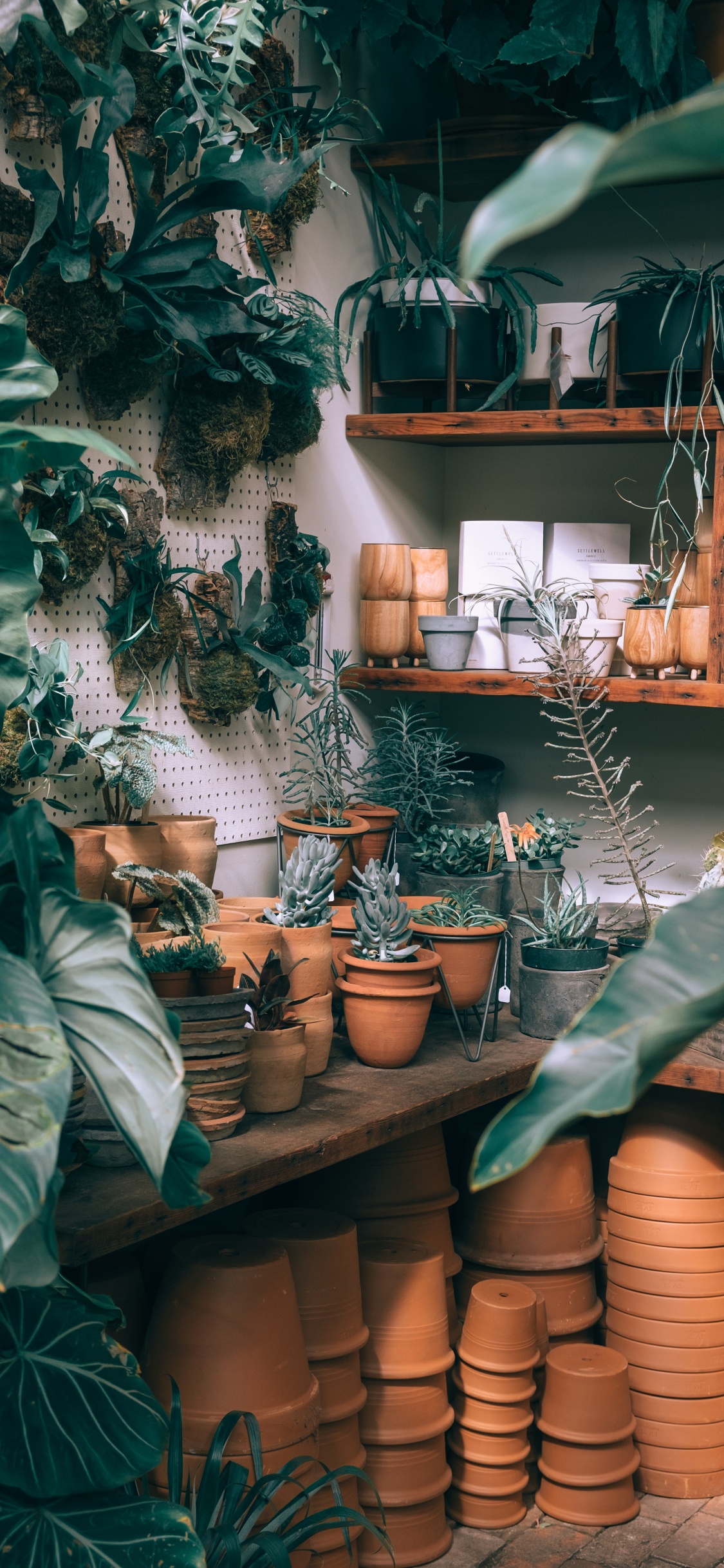 Plante Verte Sur un Pot en Argile Brune. Wallpaper in 1125x2436 Resolution