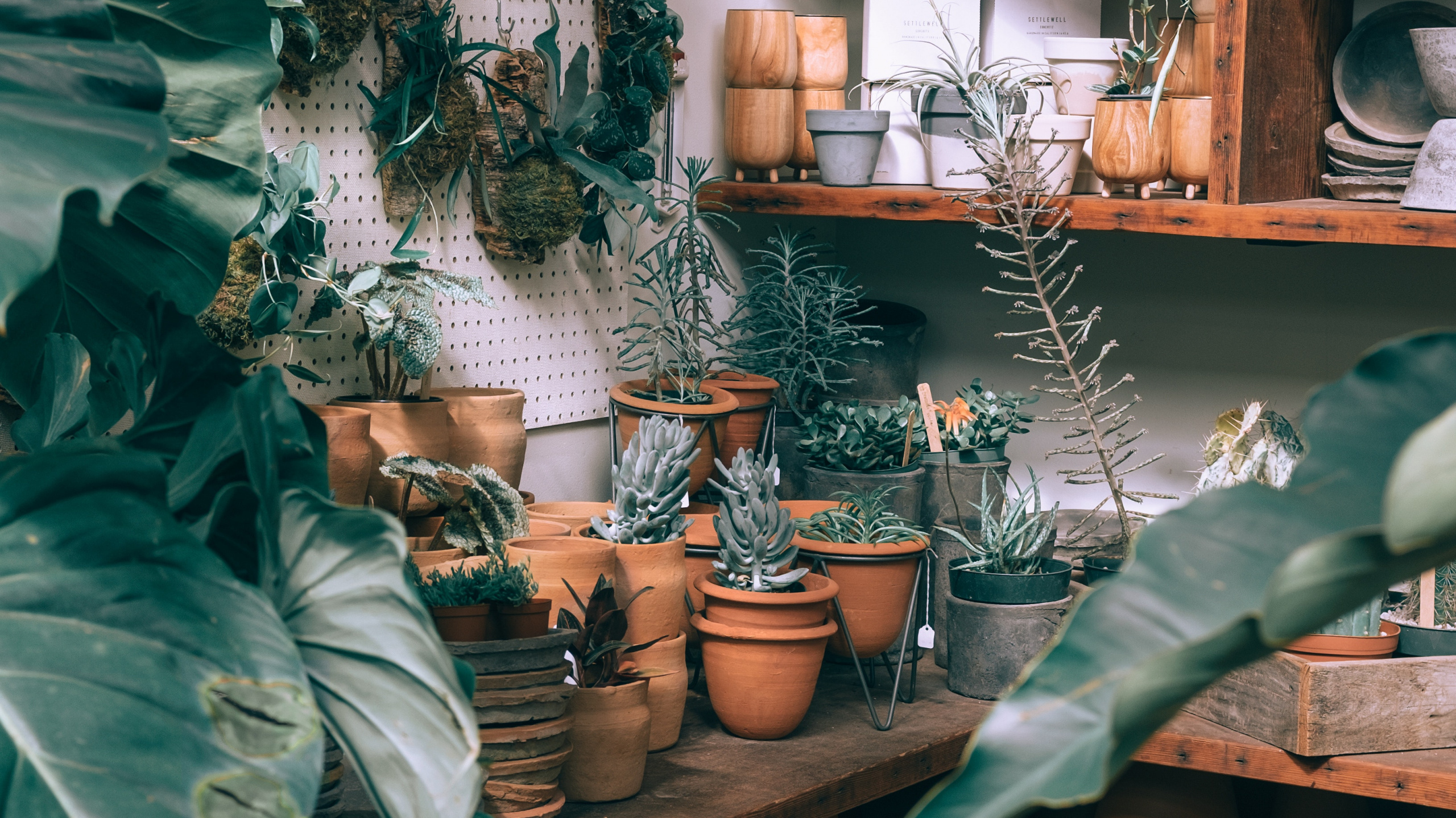 Plante Verte Sur un Pot en Argile Brune. Wallpaper in 2560x1440 Resolution