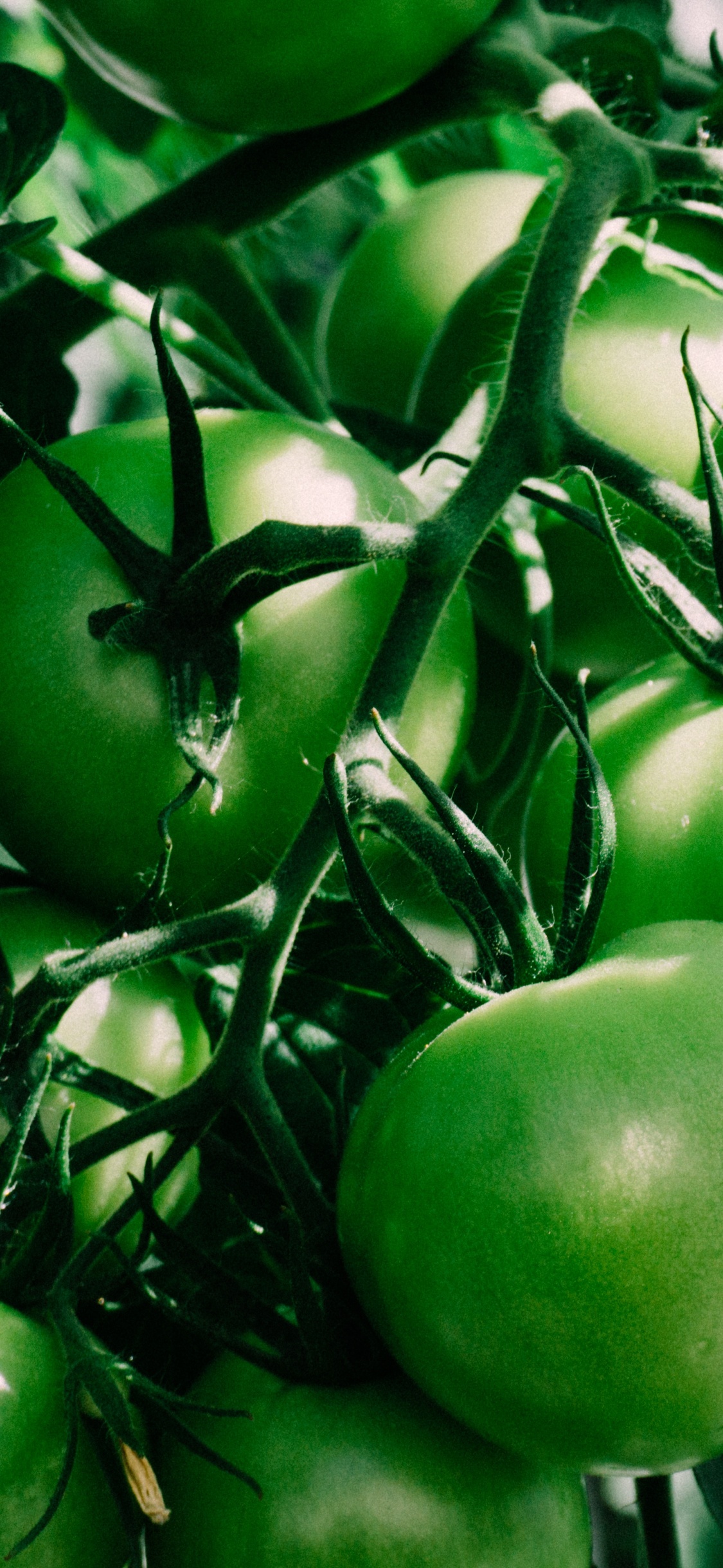 Fruta de Manzana Verde en Palo Marrón. Wallpaper in 1125x2436 Resolution