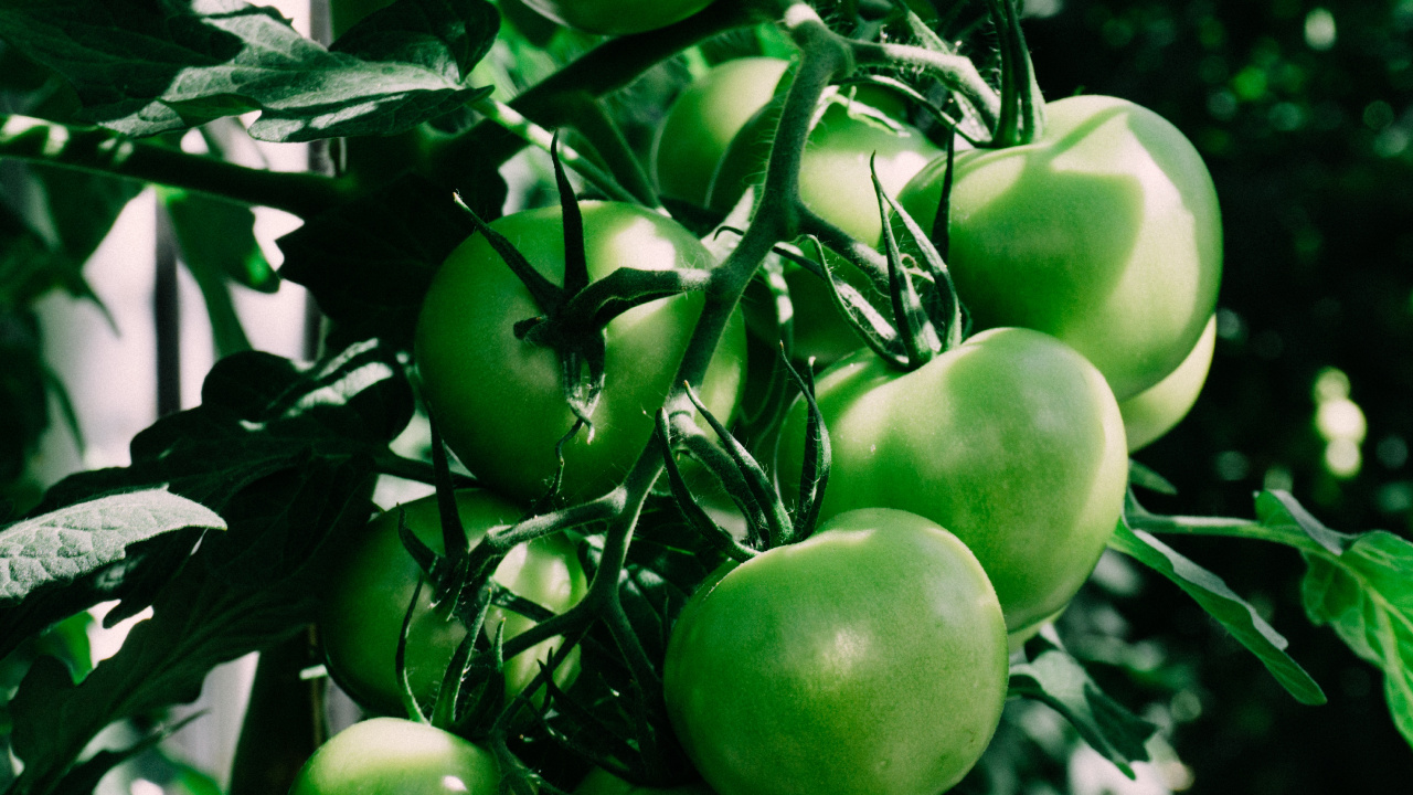 Fruta de Manzana Verde en Palo Marrón. Wallpaper in 1280x720 Resolution