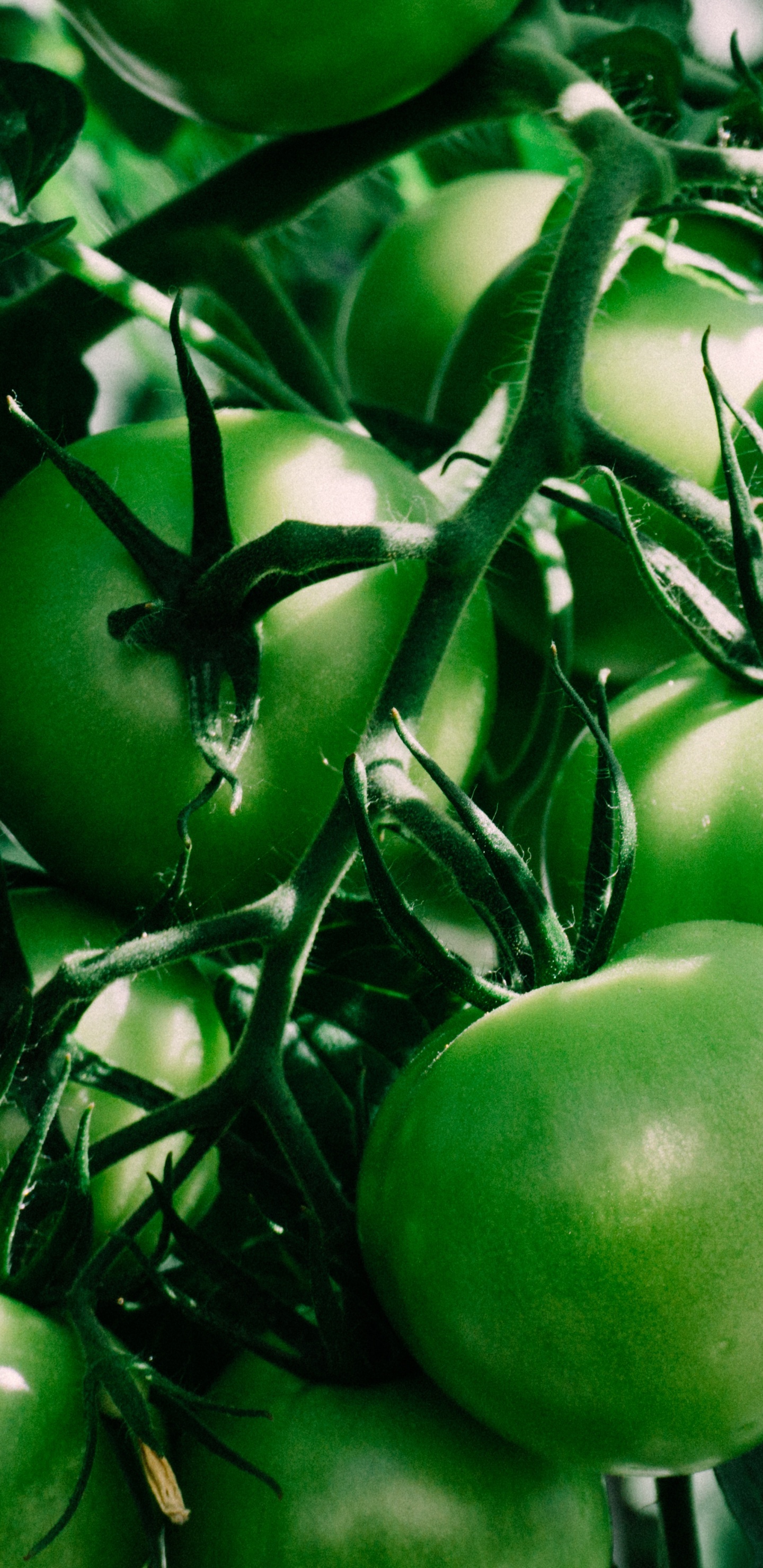 Fruta de Manzana Verde en Palo Marrón. Wallpaper in 1440x2960 Resolution