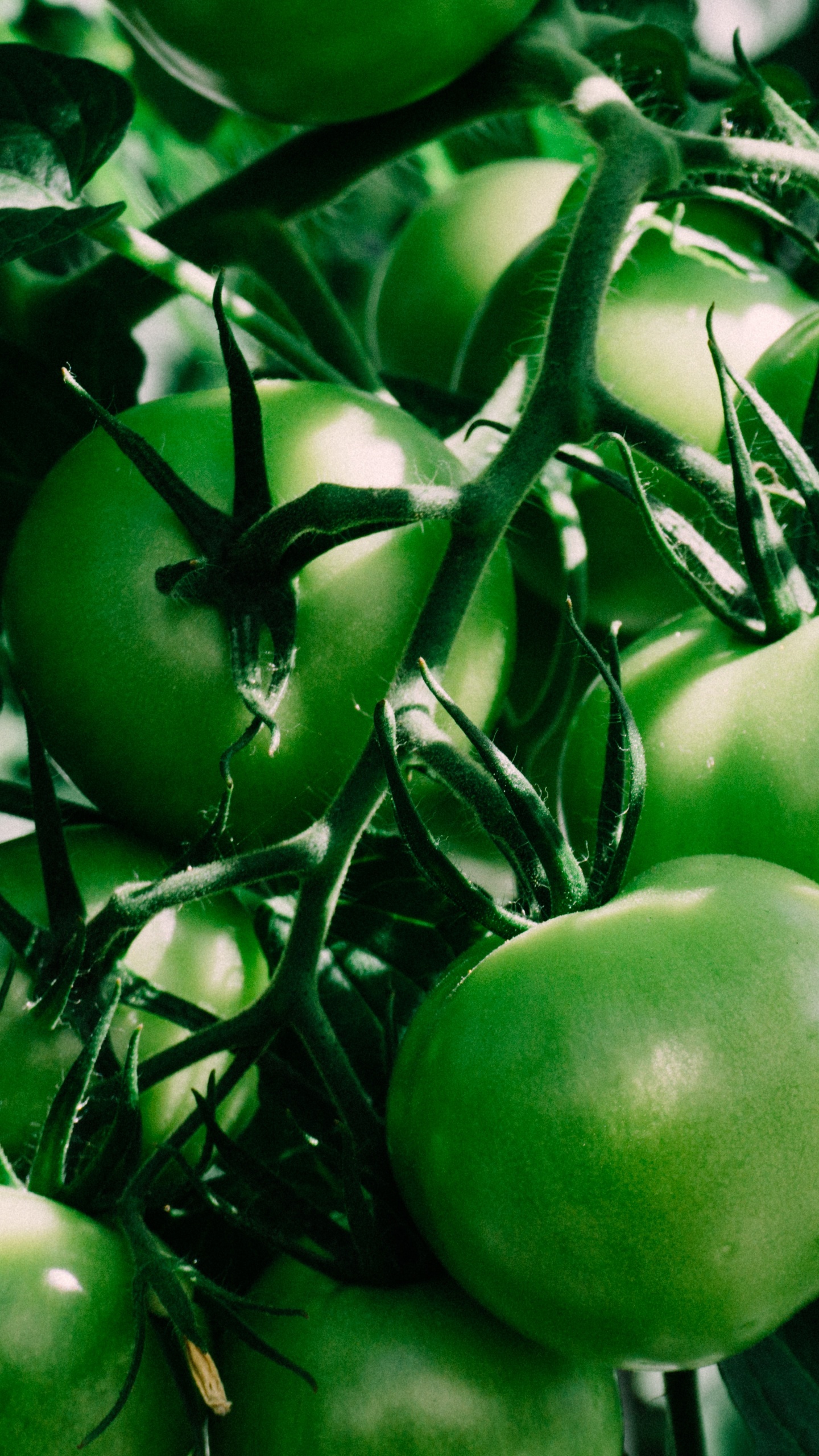 Pomme Verte Sur Bâton Brun. Wallpaper in 1440x2560 Resolution