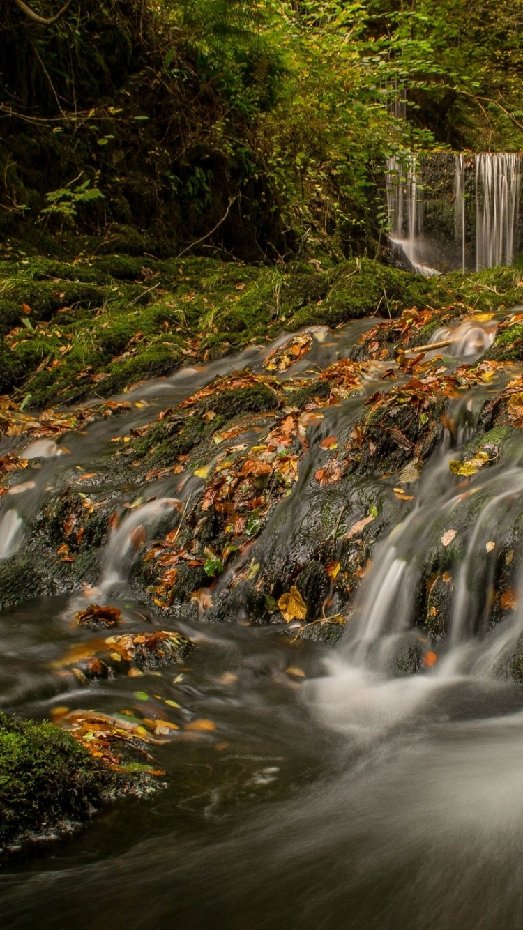 L'eau Tombe Dans Les Bois. Wallpaper in 750x1334 Resolution