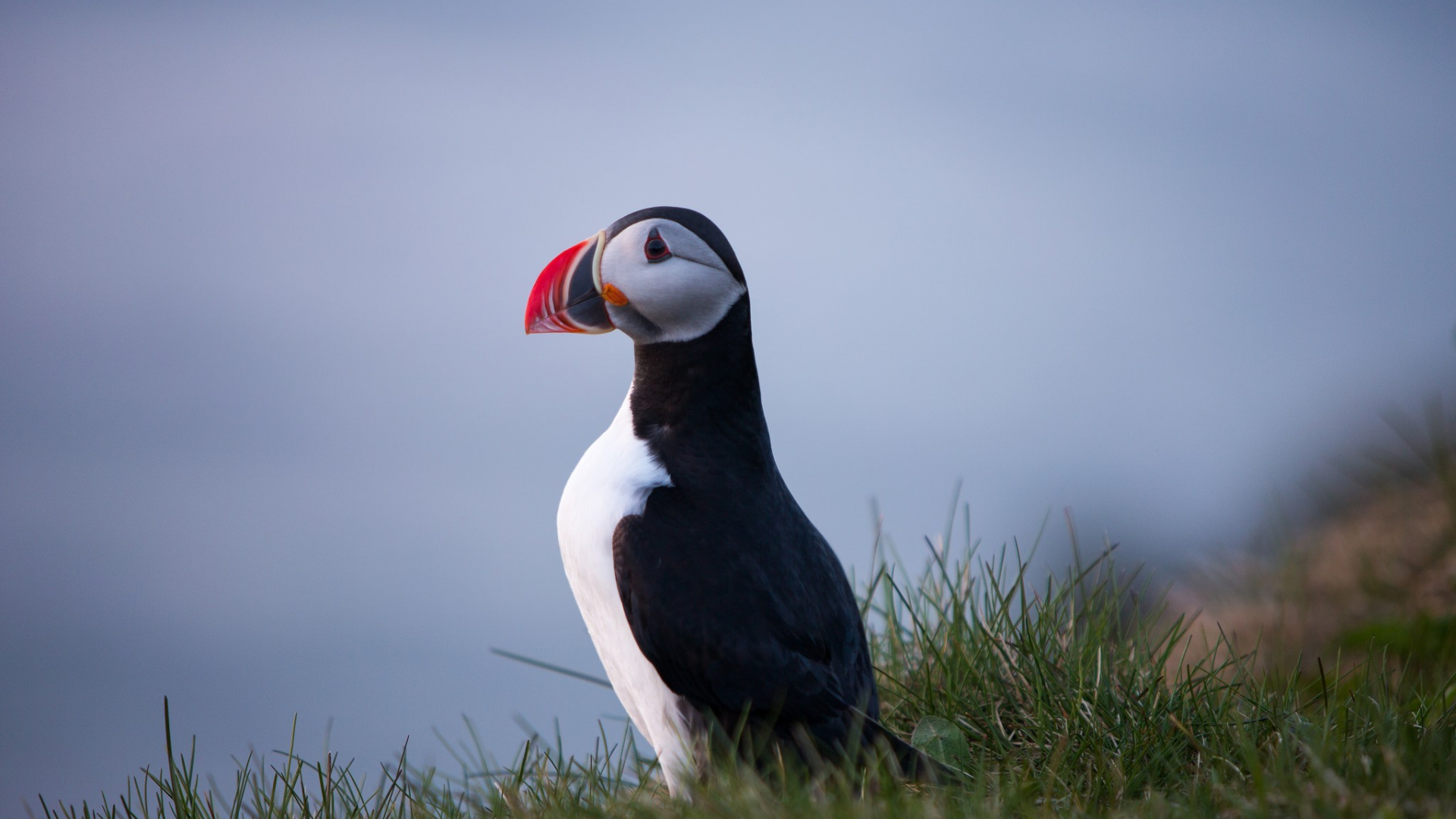 大西洋海雀, 鸟, 海鸟, 野生动物, Charadriiformes 壁纸 1920x1080 允许