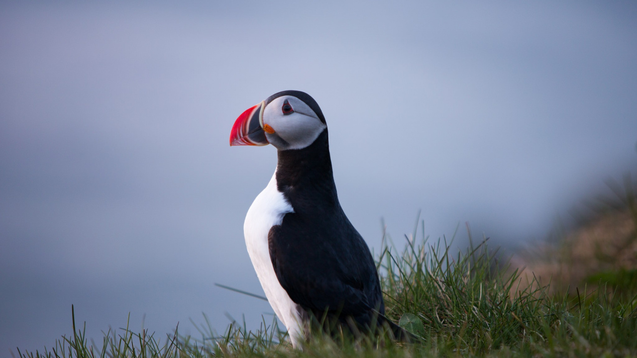 Oiseau Noir et Blanc Sur L'herbe Verte Pendant la Journée. Wallpaper in 1280x720 Resolution