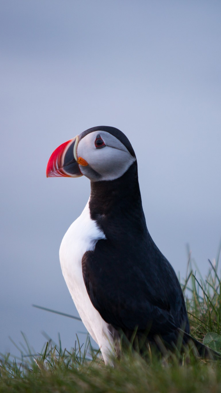 Oiseau Noir et Blanc Sur L'herbe Verte Pendant la Journée. Wallpaper in 750x1334 Resolution