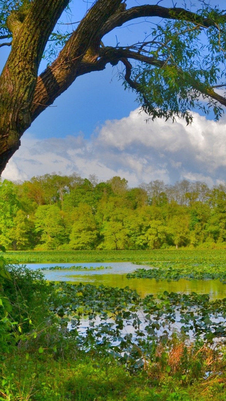 Green Trees Beside River During Daytime. Wallpaper in 720x1280 Resolution