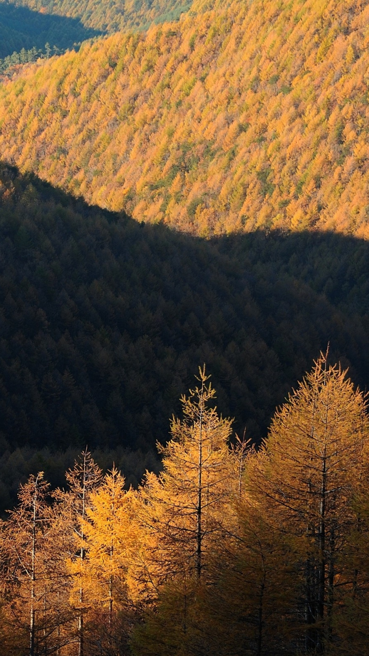 Tagsüber Grüne Bäume Auf Dem Berg. Wallpaper in 750x1334 Resolution