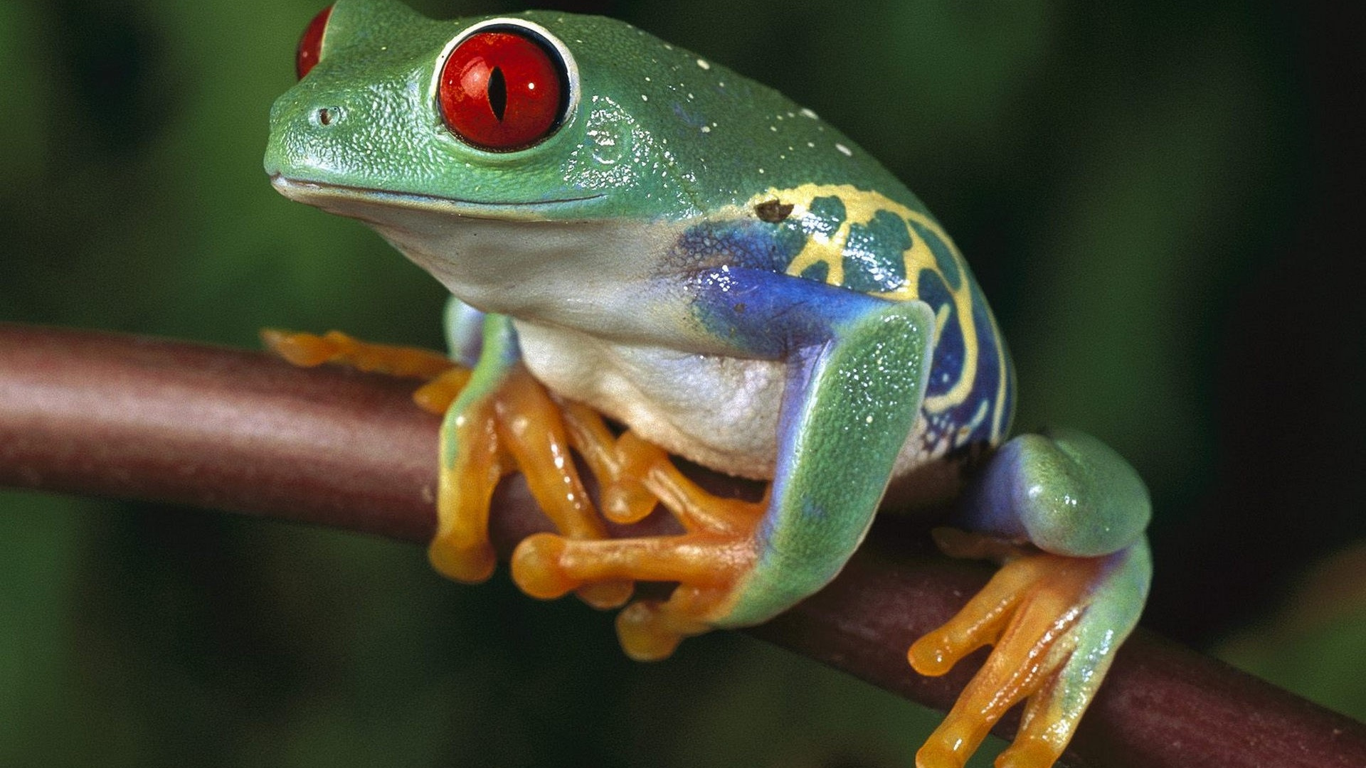 Grünblaue Und Gelbe Froschfigur. Wallpaper in 1920x1080 Resolution