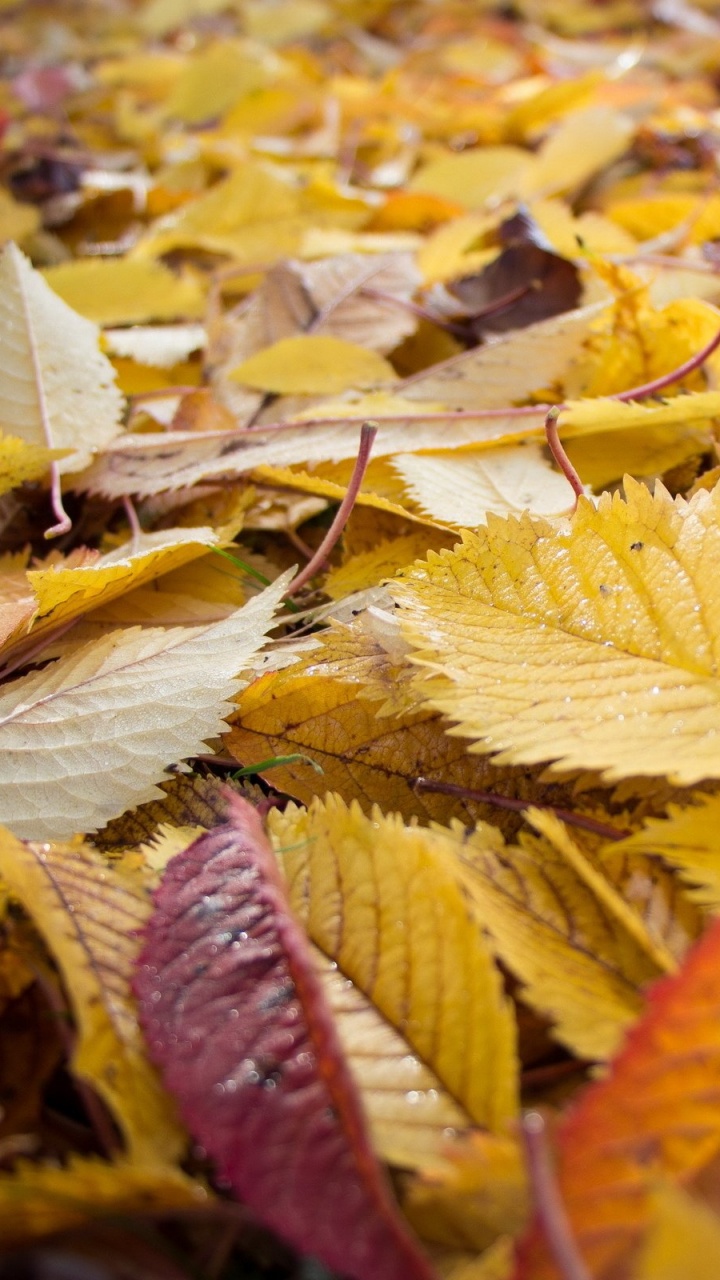 Feuilles Brunes et Jaunes au Sol. Wallpaper in 720x1280 Resolution