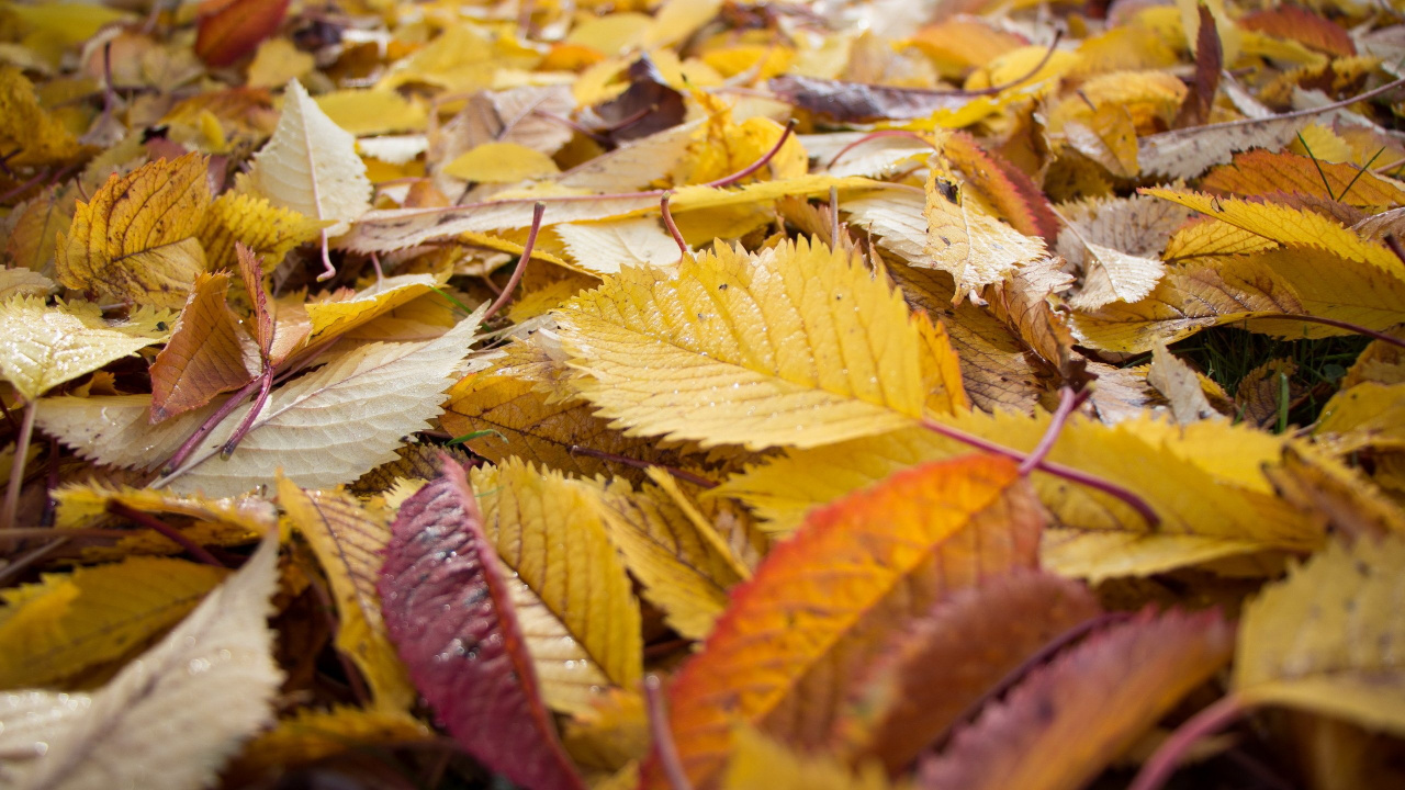 Brown and Yellow Leaves on Ground. Wallpaper in 1280x720 Resolution