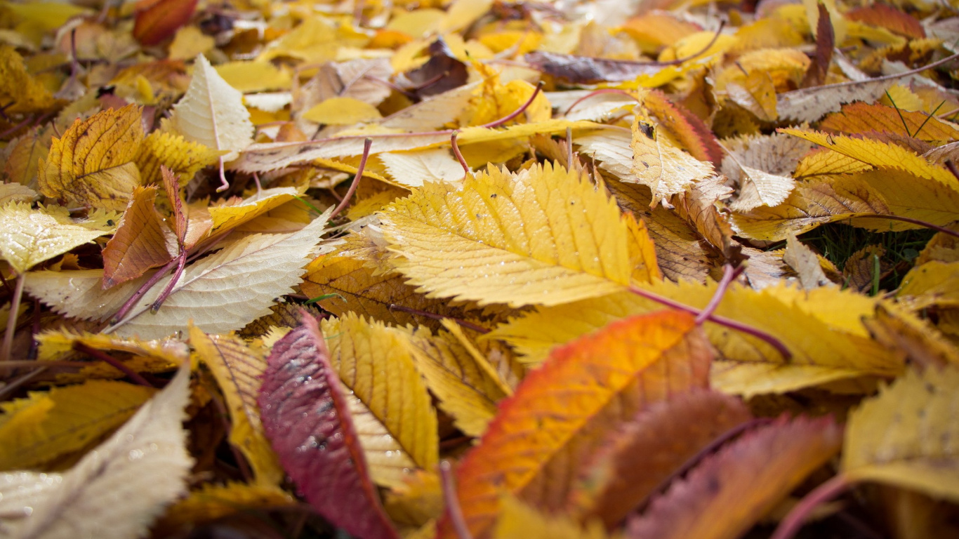 Brown and Yellow Leaves on Ground. Wallpaper in 1366x768 Resolution