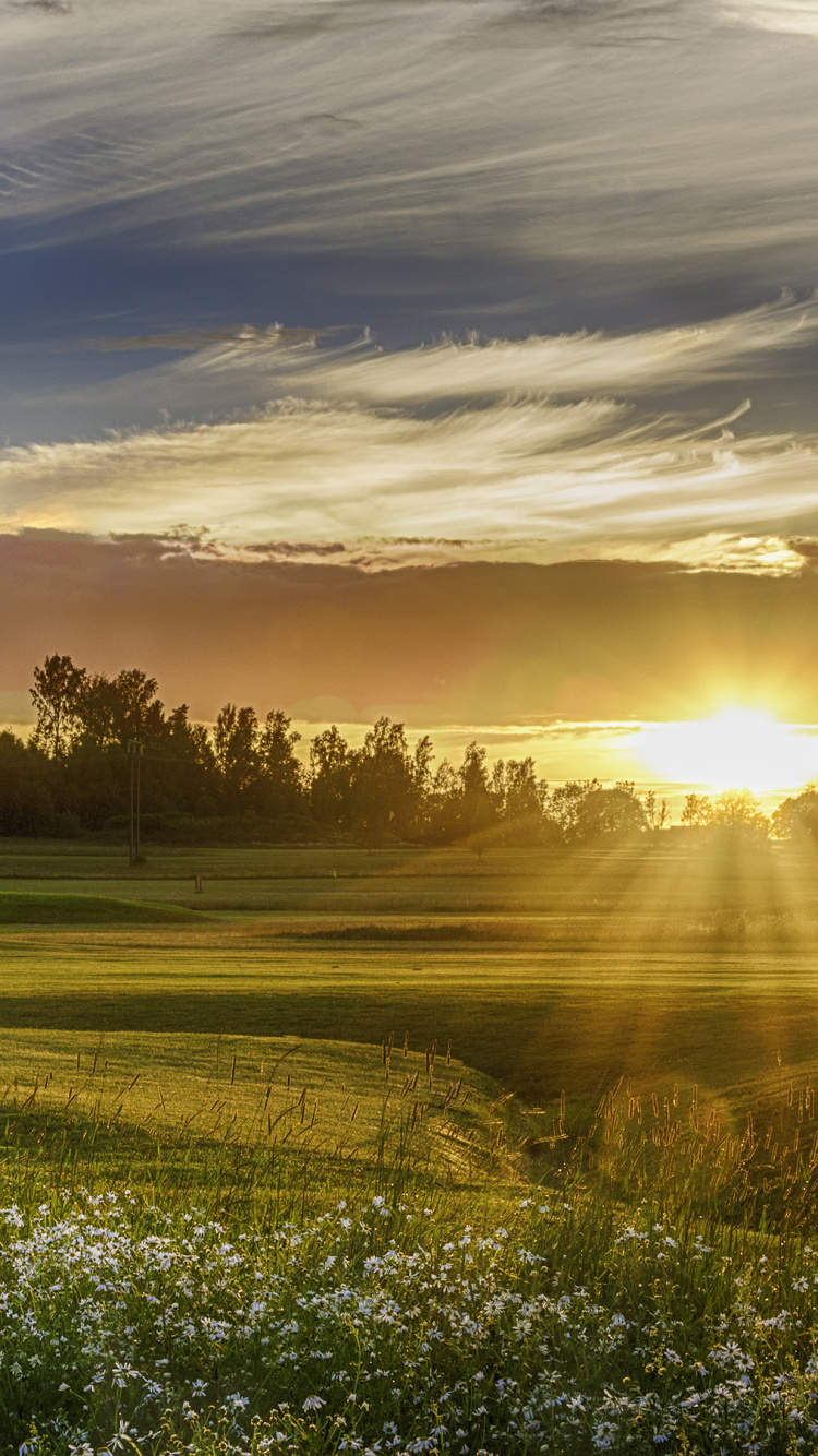 Green Grass Field During Sunset. Wallpaper in 750x1334 Resolution