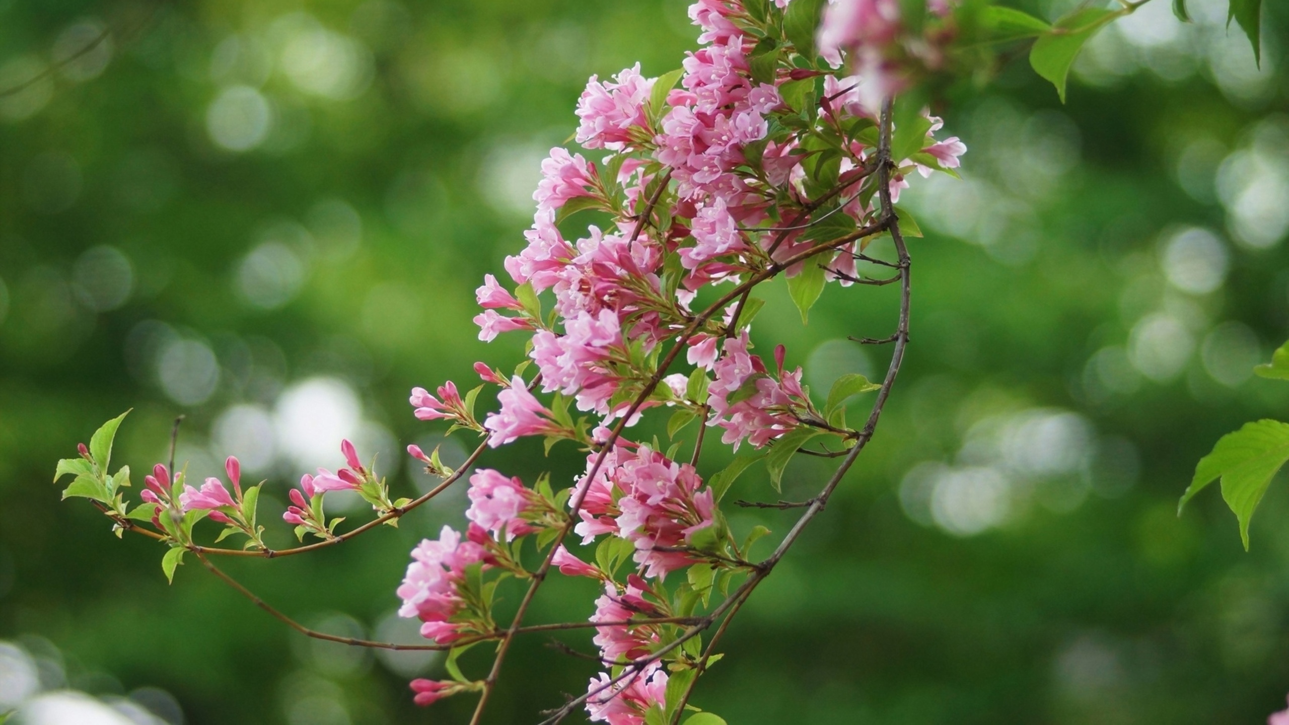 Pink and White Flower in Tilt Shift Lens. Wallpaper in 2560x1440 Resolution