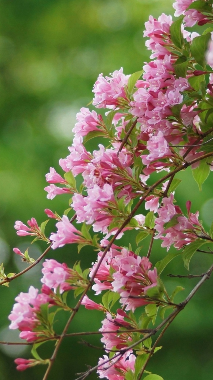 Pink and White Flower in Tilt Shift Lens. Wallpaper in 750x1334 Resolution