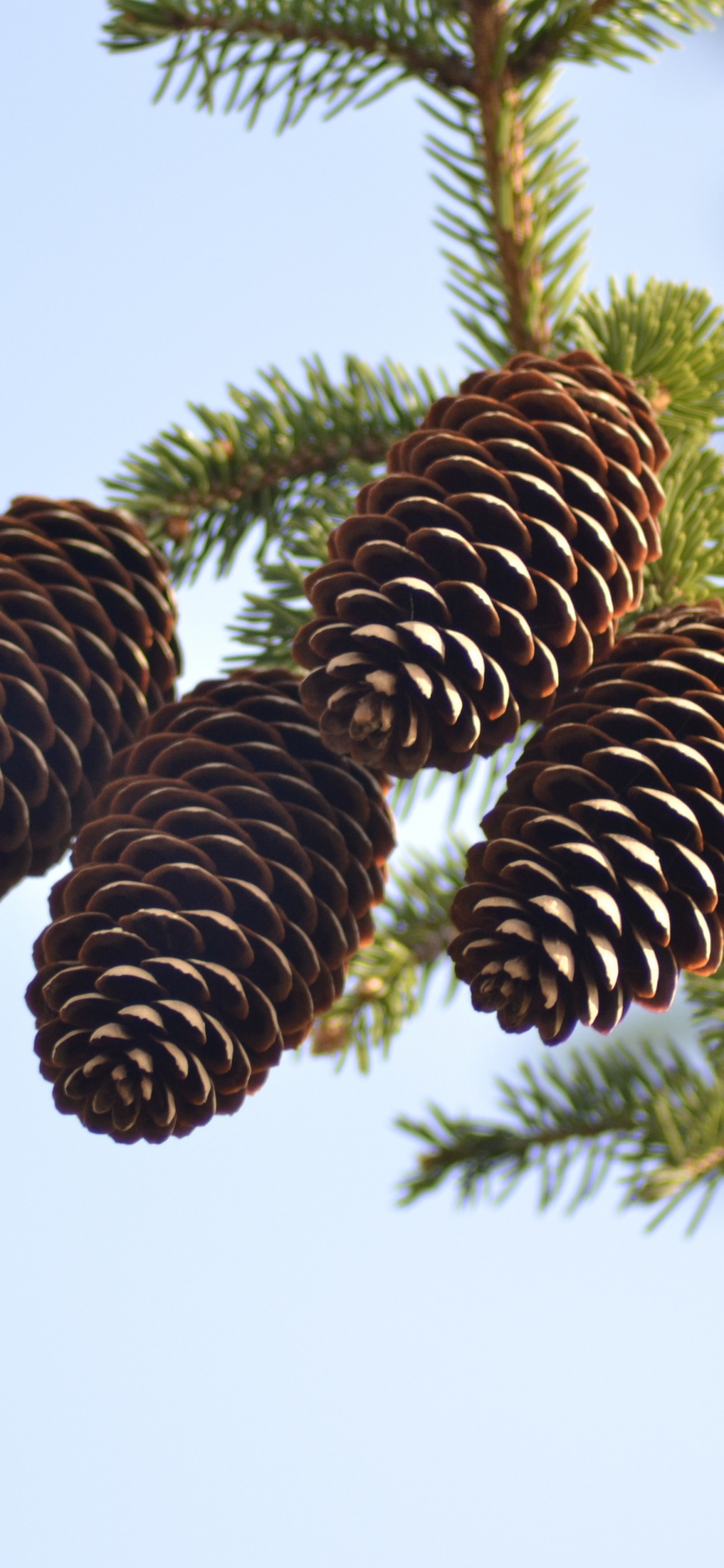 Brown Pine Cones in Close up Photography. Wallpaper in 1125x2436 Resolution